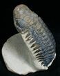 Bargain Crotalocephalina Trilobite - #6921-1